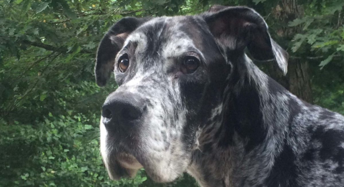 ZuZu (cropped)