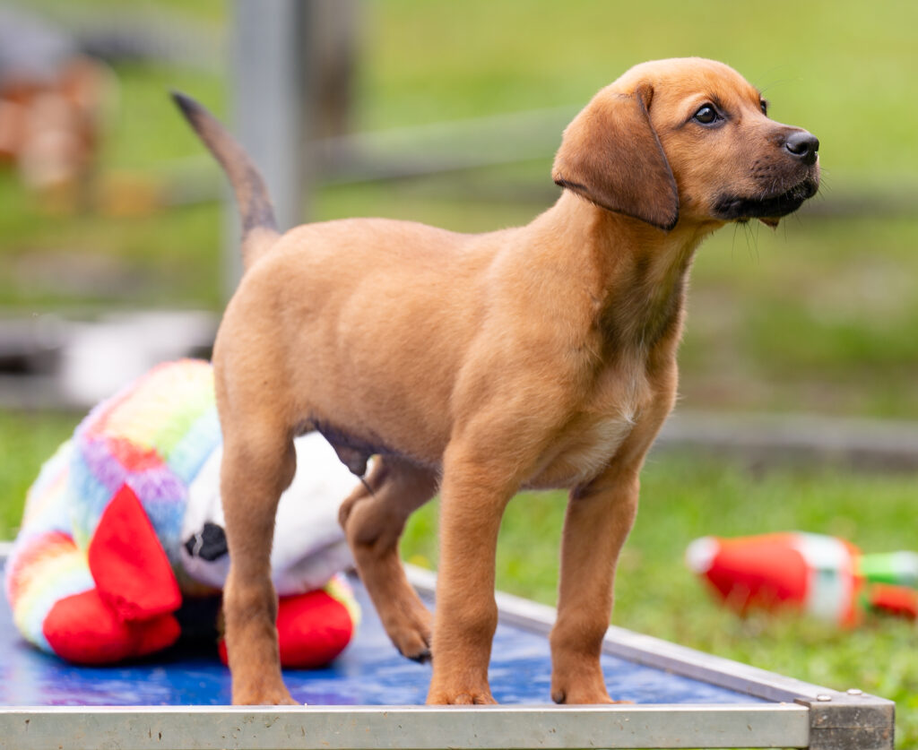 Shelter puppy