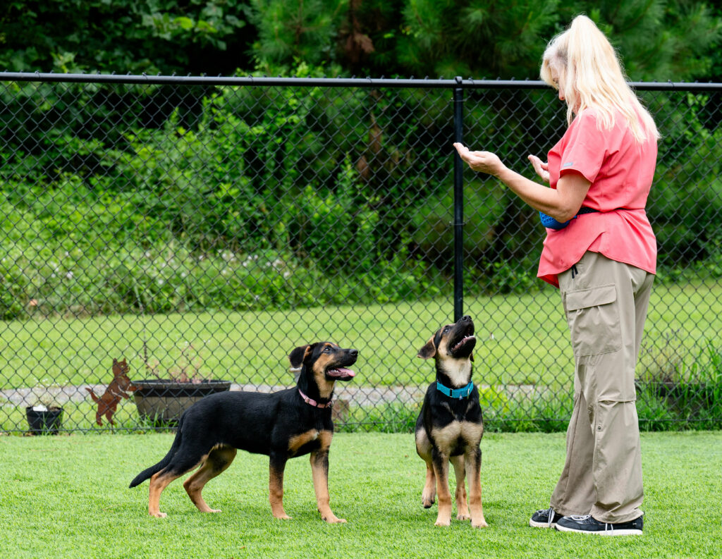 Linda training puppies