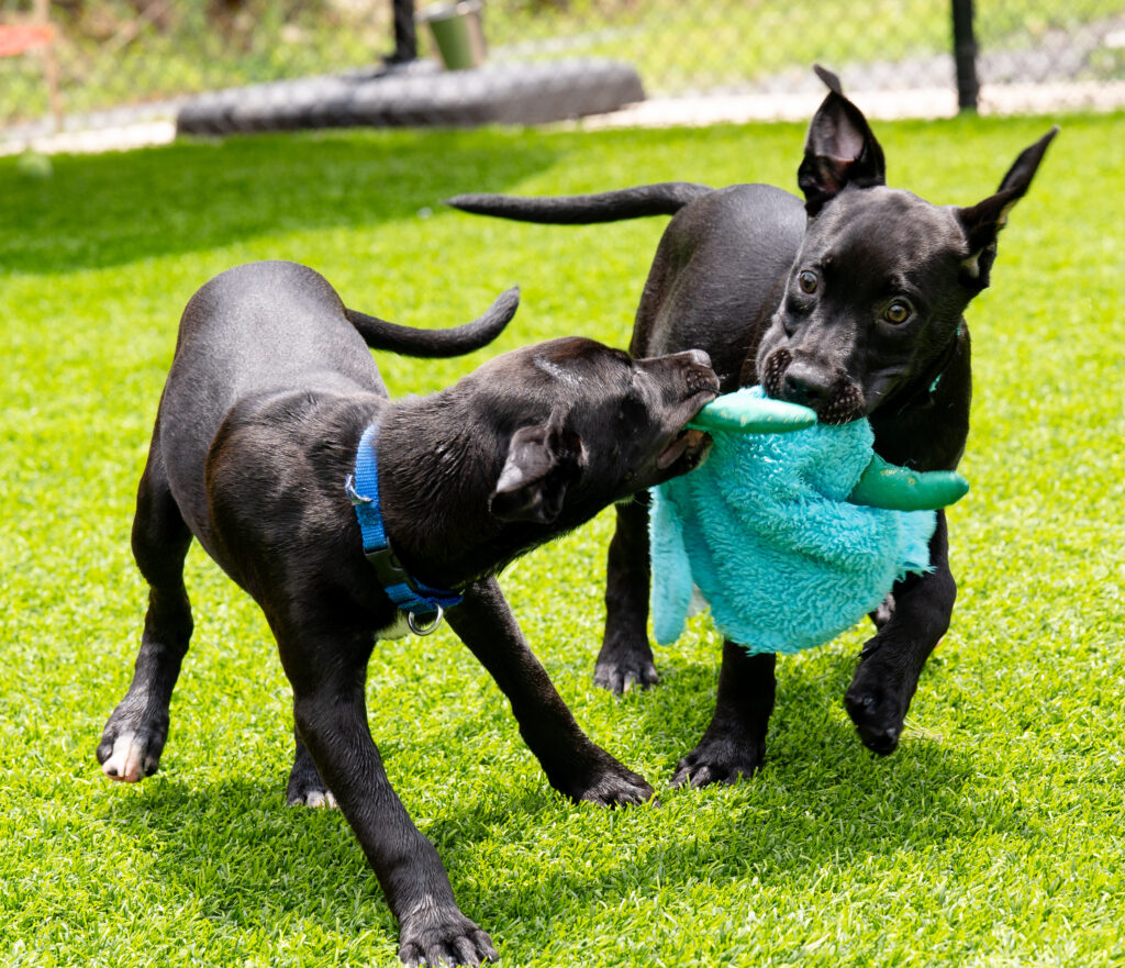 Puppies playing tug