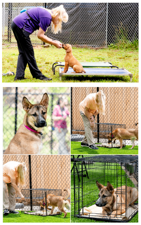 Shelter Crate Training