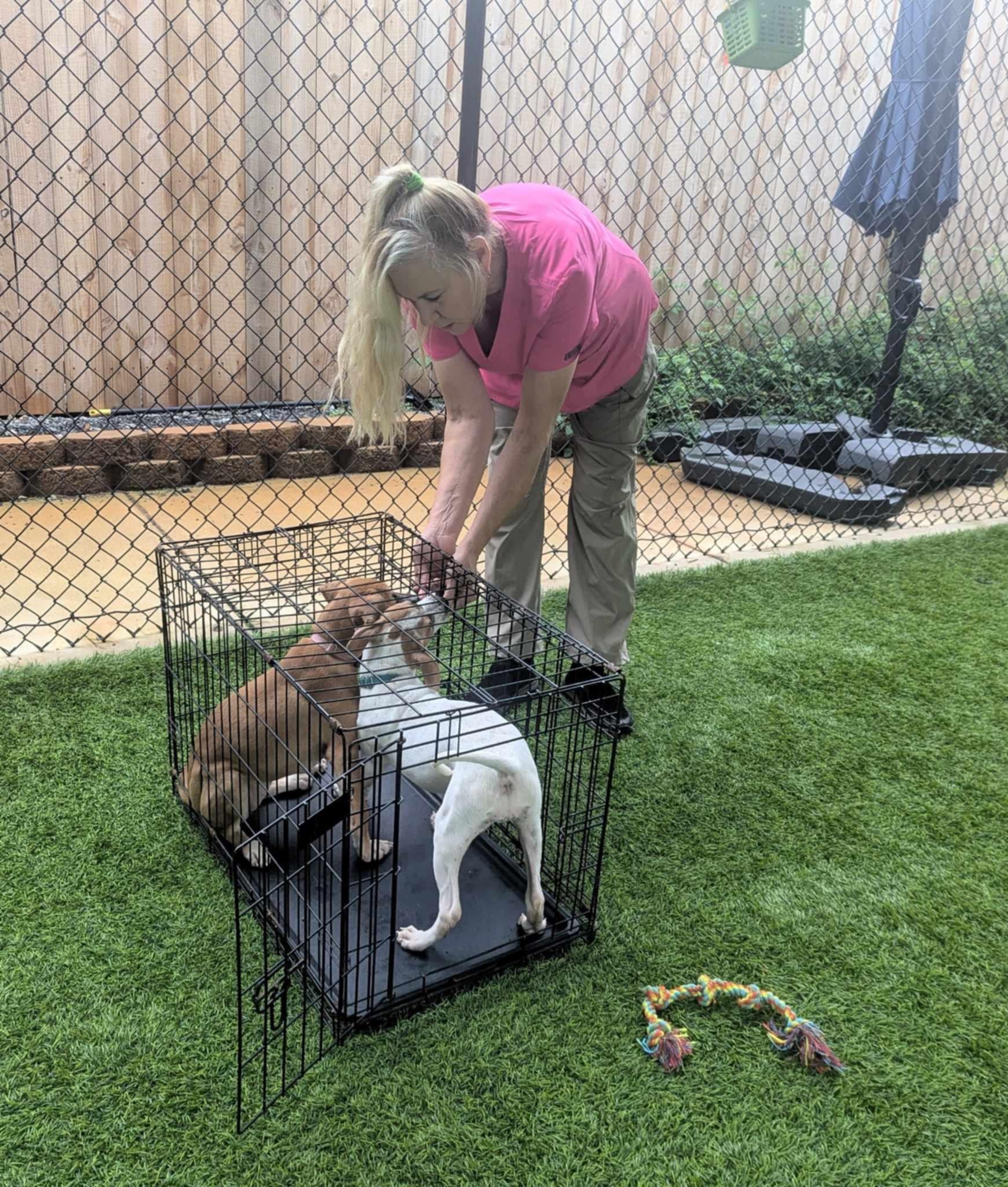 Crate Training Puppies