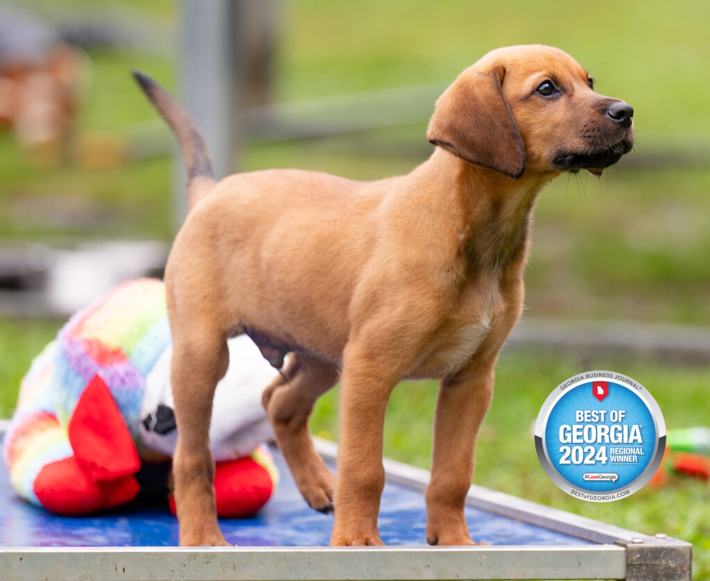 Puppy -BOG