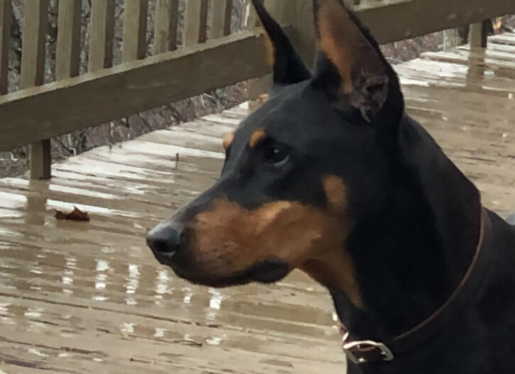 Doberman Pincher