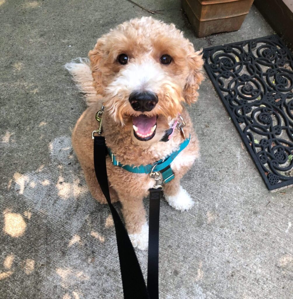 Penny - Tiny