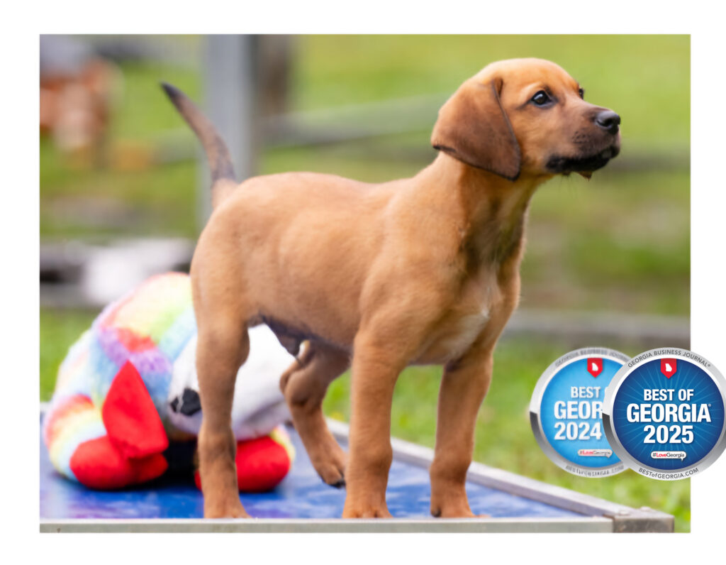 Best of Georgia Essential Foundations Pic (Cropped)