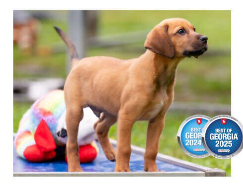 Young puppy learning basic obedience skills with trainer