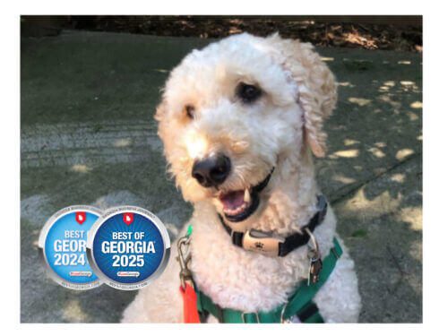 Dog practicing polite leash walking and calm behavior during training