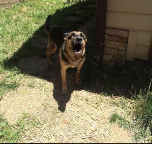 We provide science-based, force-free guidance for aggression, anxiety, or unwanted behaviors.