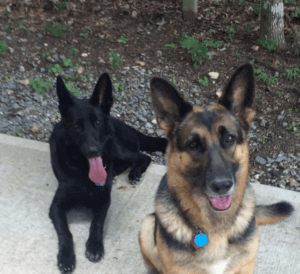 Transform your reactive dog into a relaxed companion