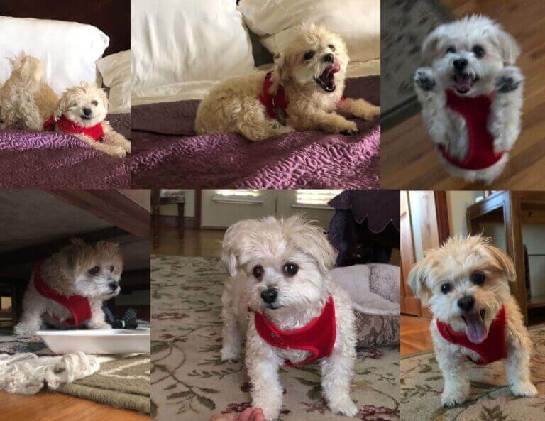 Trainer helping a reactive dog remain calm during a socialization exercise