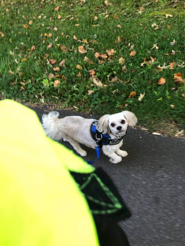 Dog practicing polite leash walking and calm behavior during training