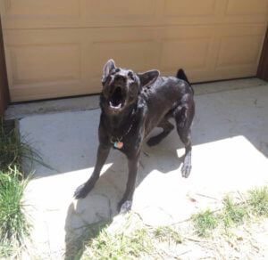 One-on-one dog behavior consultations in North Georgia. Force-free, science-based guidance to solve behavior challenges.